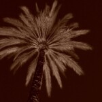 palmier-by-night-hyeres-©roffinella