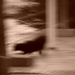 chat-2022-P1600264