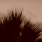 vegetation-hyere-©roffinella